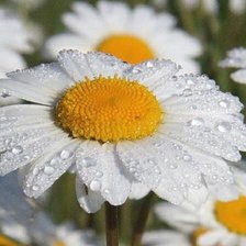 Схема вышивки «Ромашки»