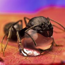 Схема вышивки «муровей»