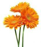 Схема вышивки «Оранжевые герберы»