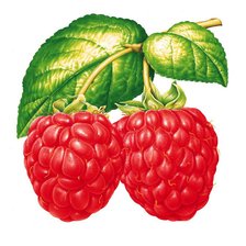 Схема вышивки «Ароматная малина»