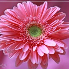 Схема вышивки «№586917»