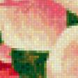 Предпросмотр схемы вышивки «Розы» (№586975)