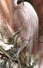 Схема вышивки «Ли Богл»