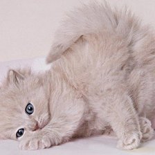 Схема вышивки «киска»