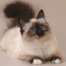 Схема вышивки «кошечка»