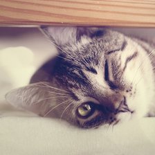 Схема вышивки «котэ»