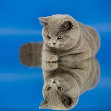 Схема вышивки «котик»