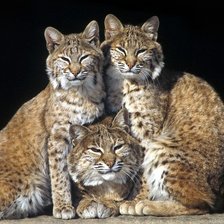 Схема вышивки «три рыси»