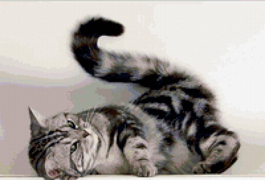 котэ - предпросмотр