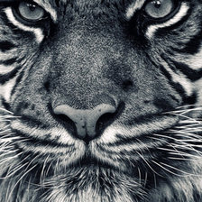 Схема вышивки «ТИГР»