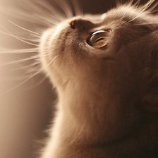 Схема вышивки «котёнок»