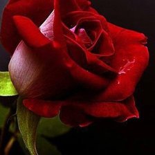 Схема вышивки «роза»