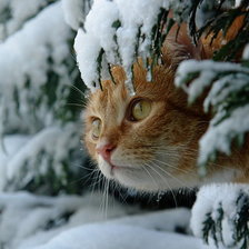 Схема вышивки «кот»