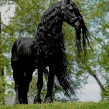 Схема вышивки «конь»