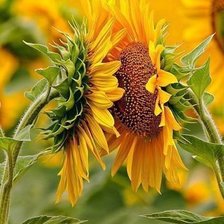 Схема вышивки «достаток»