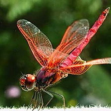 Схема вышивки «Стрекоза»