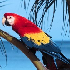 Схема вышивки «попугай»