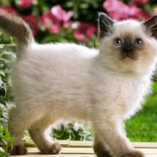 Схема вышивки «котенок»