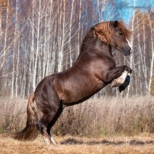 Схема вышивки «конь»