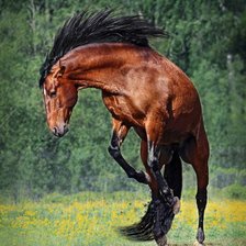 Схема вышивки «алюр»