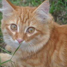 Схема вышивки «кошка»