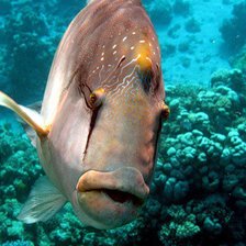 Схема вышивки «Красное море»