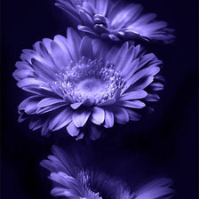 Схема вышивки «СИНИИ»