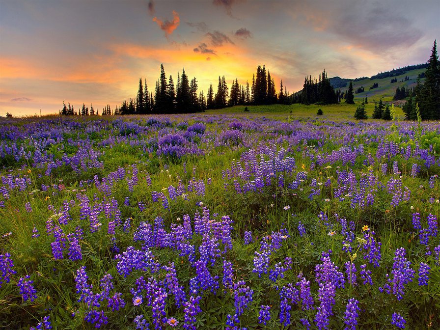 ПОЛЕ - оригинал