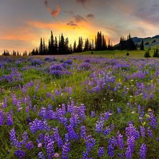 Схема вышивки «ПОЛЕ»