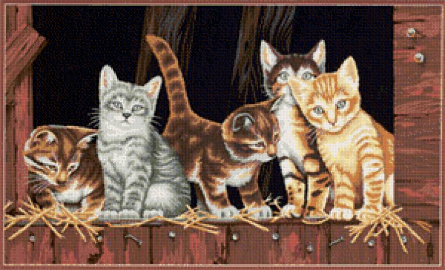 Кошачий квинтет - животные, коты - предпросмотр