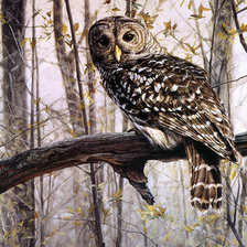 Схема вышивки «Мудрая сова»