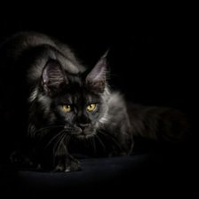 Схема вышивки «Кошка»