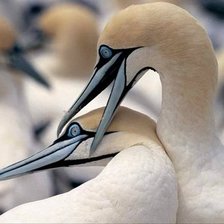 Схема вышивки «Birds»