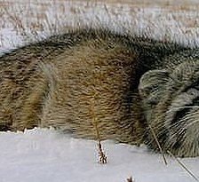 Схема вышивки «№588700»