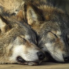 Схема вышивки «волчьи сны»