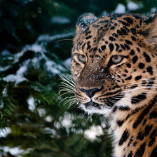 Схема вышивки «гепард»