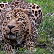 Схема вышивки «леопард6»