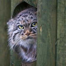 Схема вышивки «ку-ку»