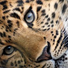 Схема вышивки «леопард морда»