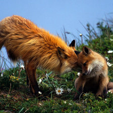 Схема вышивки «мамина забота»