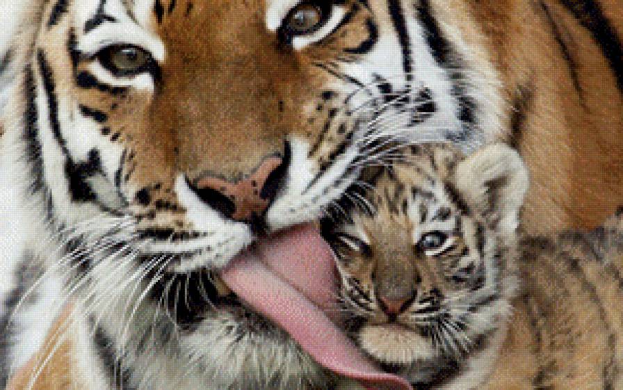 мамина любовь - тигр, животные - предпросмотр