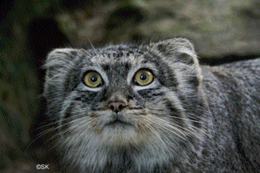 манул - дикий кот, манул - предпросмотр