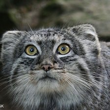 Схема вышивки «манул»