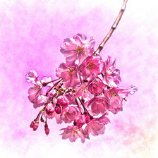 Схема вышивки «ветка сакуры»