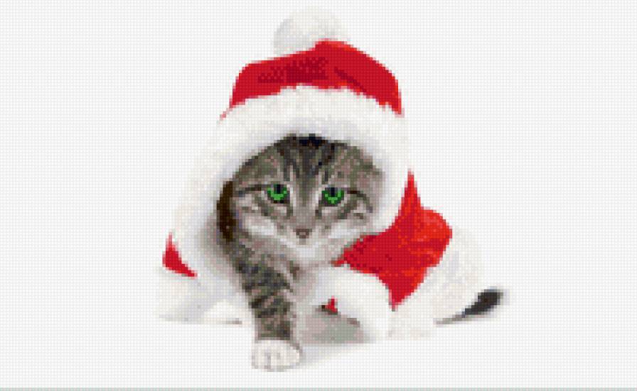 котенок - забавные животные - предпросмотр