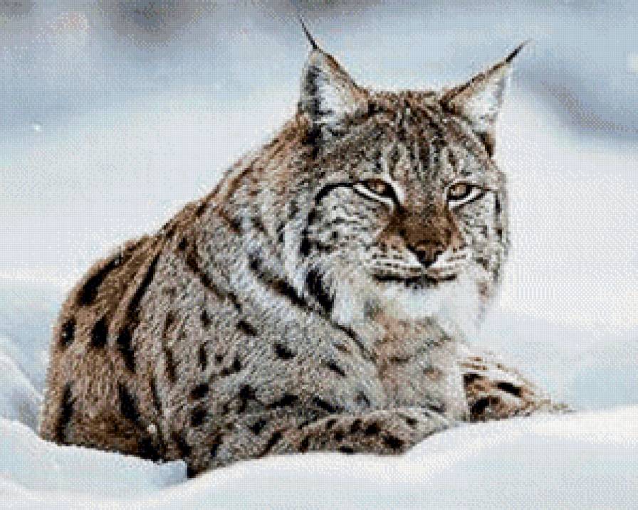 рысь - зима, рысь, животные - предпросмотр