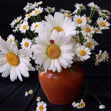 Схема вышивки «Ромашки 2»