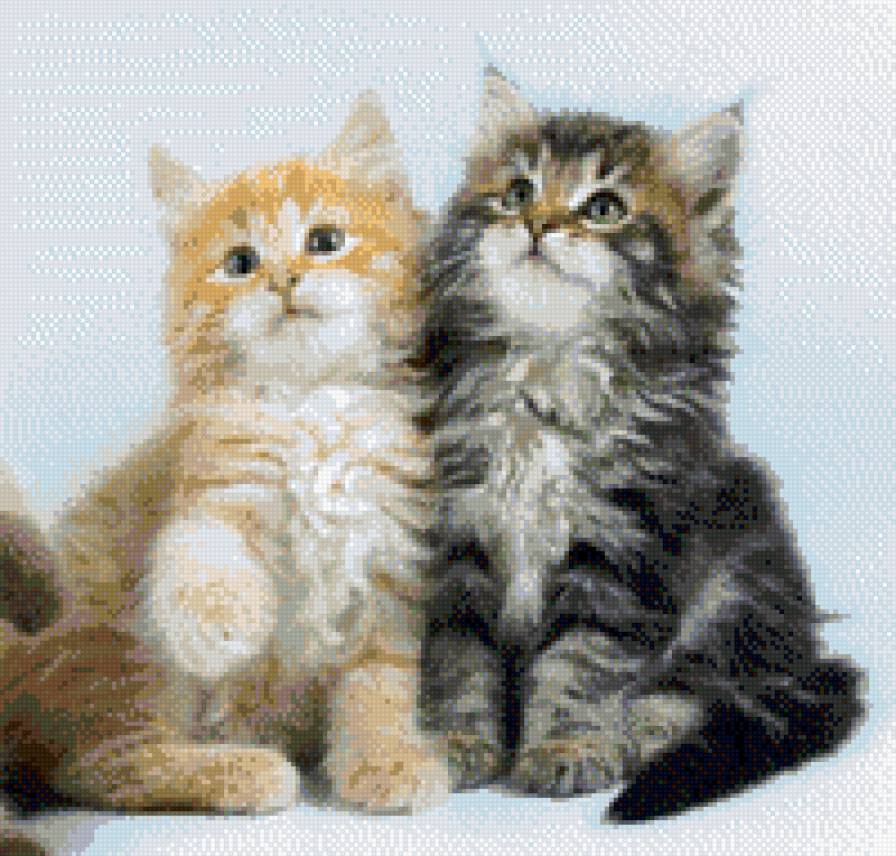 котята - предпросмотр