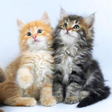 Схема вышивки «котята»