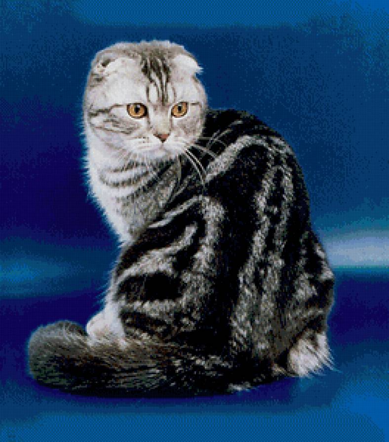 кошечка - кот - предпросмотр